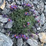 Linaria alpina Habitat