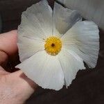 Argemone albiflora Fiore