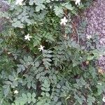 Jasminum officinale Συνήθη χαρακτηριστικά