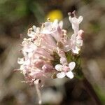 Valeriana tuberosa Kvet