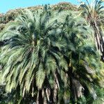 Phoenix canariensis Folha