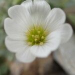 Cerastium latifolium Λουλούδι