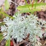 Artemisia frigida Blatt