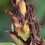 Hedychium greenii Flower