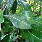 Anacardium excelsum List