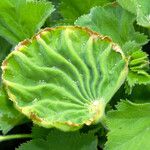 Alchemilla xanthochlora Ліст