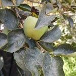 Diospyros kaki Leaf
