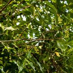 Syzygium aromaticum Blüte