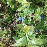 Vaccinium myrtilloides Fruit