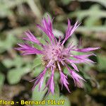 Centaurea jordaniana 花