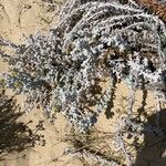 Achillea maritima Blad