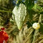 Momordica balsamina Fruit