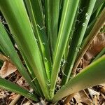 Hesperaloe parviflora Feuille