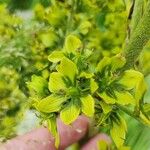 Veratrum lobelianum फूल