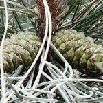 Pinus coulteri Fruto