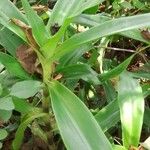 Commelina africana Leaf
