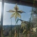 Gladiolus tristis Blüte