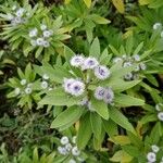 Globularia salicina Çiçek