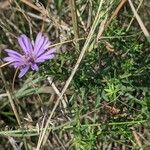 Symphyotrichum oblongifolium 葉