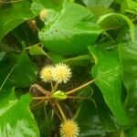 Sarcocephalus latifolius Flower