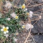 Tridax procumbens Floare