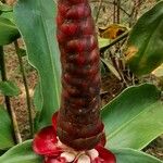 Costus spiralisFlower