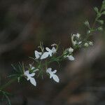Teucrium pseudochamaepitys Květ