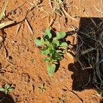 Rumex roseus Hoja