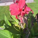 Canna x generalisCvet