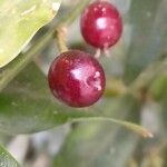 Sarcococca ruscifolia Frukt