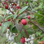 Cotoneaster integerrimus ফল