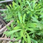 Galium aparine Φύλλο