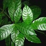 Psychotria laselvensis Leaf