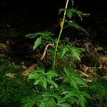 Aconitum variegatum Leaf