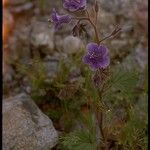 Phacelia calthifolia Habitatea