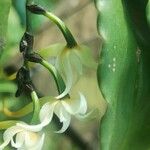 Cyrtorchis monteiroae Flower