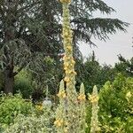 Verbascum densiflorumЦвят