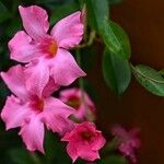 Mandevilla laxaफूल