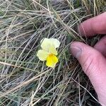 Viola eugeniae Flower