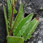 Senecio rhizomatus Leaf