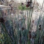 Juncus acutus Vrucht