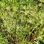 Selinum carvifolium Habit