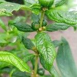 Fadogia triphylla Hoja