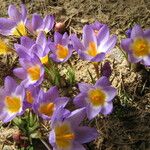 Crocus sieberi Habitus