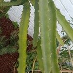 Hylocereus trigonus 葉