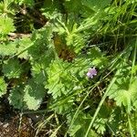 Geranium molle Лист