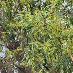 Acacia confluens List