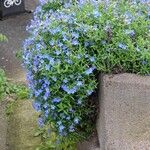 Lithodora fruticosa Fleur