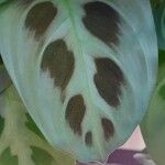 Maranta leuconeura É.MorrenBlad