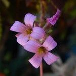 Kalanchoe pumila Flor